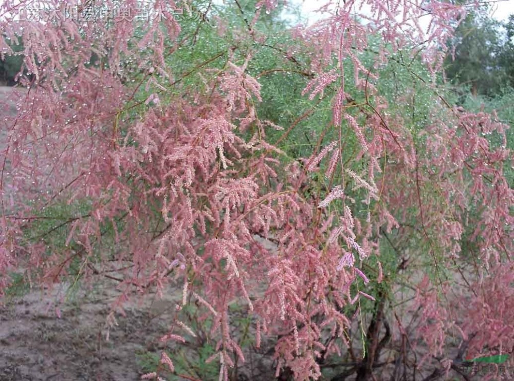 "多姿多彩"的柳树—柽柳植物非试管高效快繁技术快繁柽柳