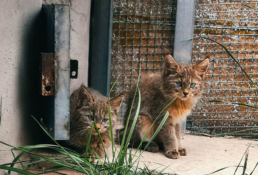 荒漠猫幼崽.西宁野生动物园供图