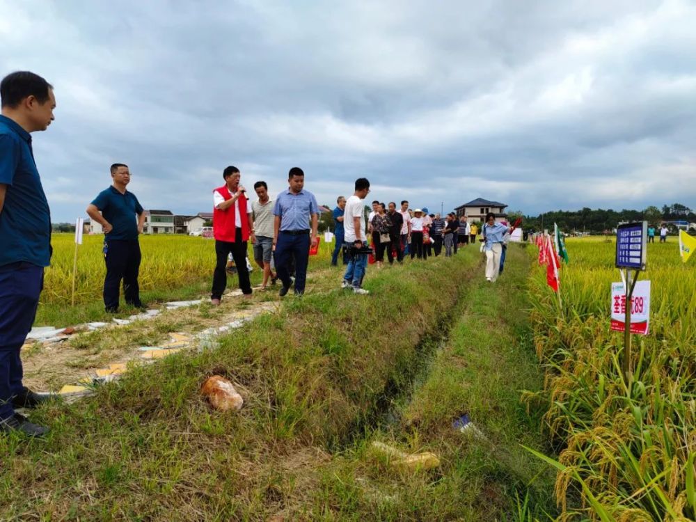 在沙市镇团农村的高档优质稻生产基地, 33个高产优质品种进行集中展示