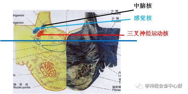 饶志仁教授讲授神经系统疾病定位诊断学