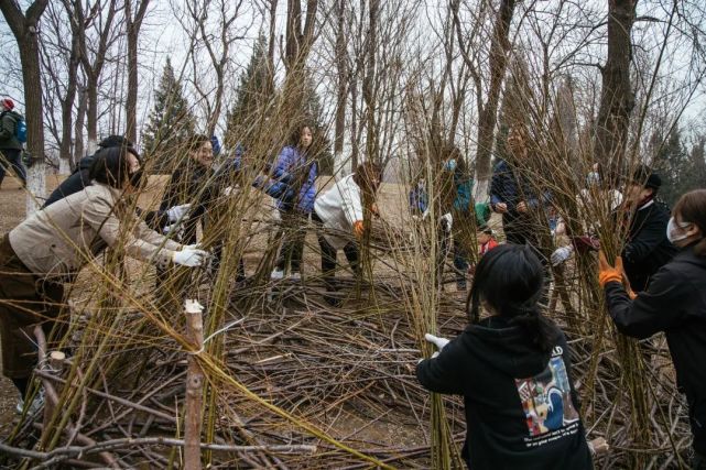 志愿者们正在搭建本杰士堆 摄影/李昊本杰士堆看起来像是一坨乱糟糟的