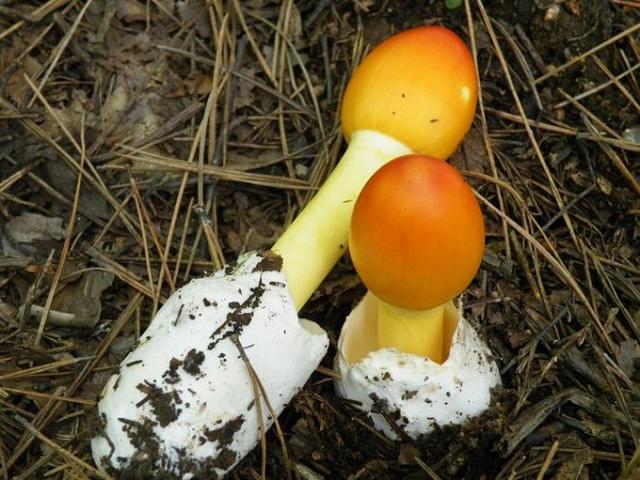 所以说,用颜色是否鲜艳来判断蘑菇是否有毒是不正确的.