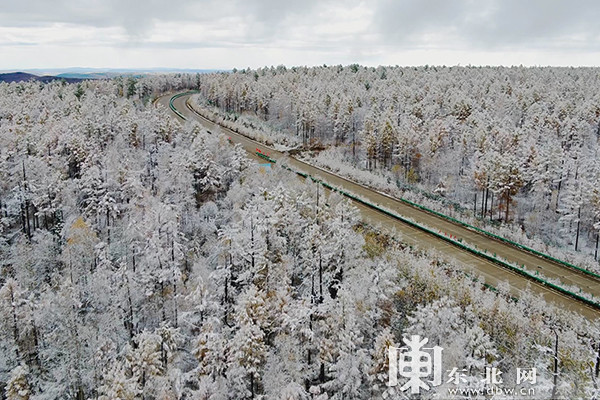 眼下正值漠河金秋时节,突如其来的降雪为北国秋色增添了别样美景