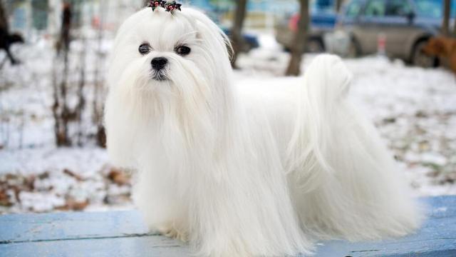 马尔济斯犬是一种从头到脚披着白色丝状长毛的玩具犬,在古罗马时期便