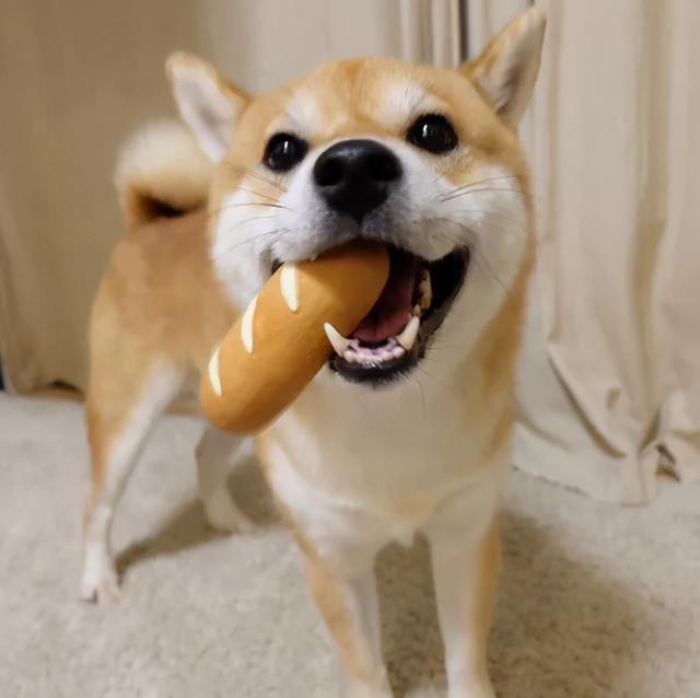 狗狗最讨厌这几种味道,铲屎官最好别犯忌了!
