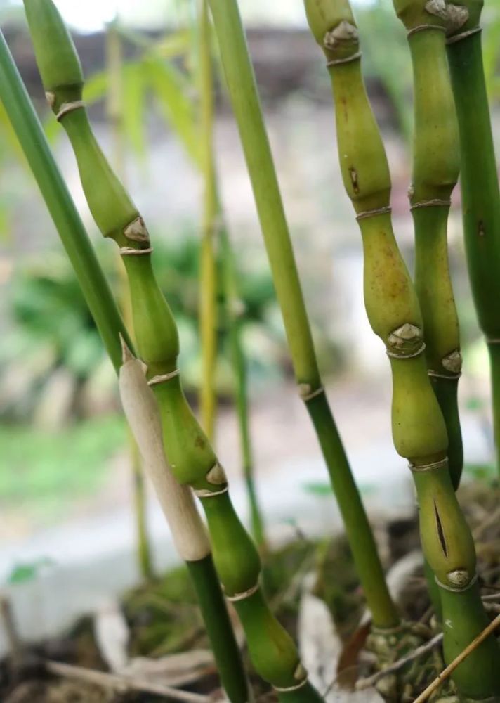 这"胖竹子"真奇特,既有竹的风骨与品格,还胖起来真好看!