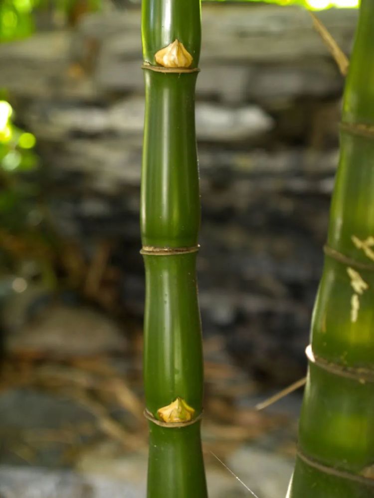 这"胖竹子"真奇特,既有竹的风骨与品格,还胖起来真好看!