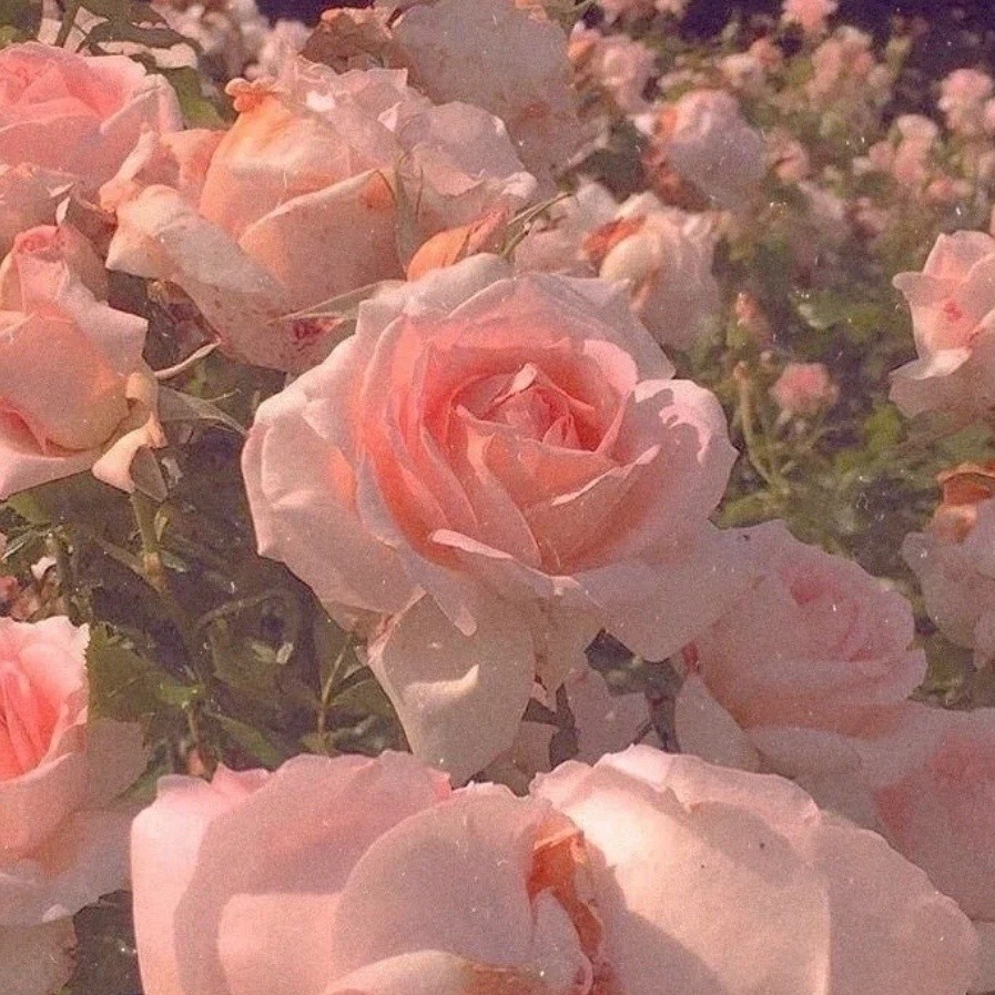 鲜花背景图浪漫永不过时总有人手捧鲜花为你而来