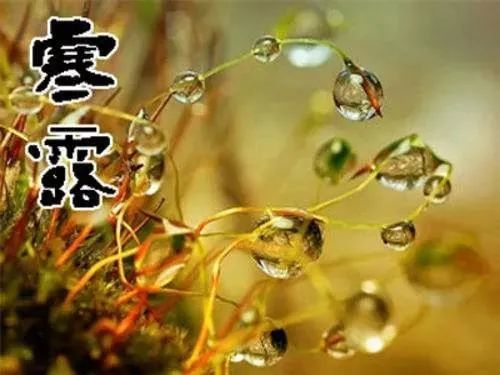 暖心的寒露节气快乐祝福语精选 寒露问候发朋友圈的说说带图片
