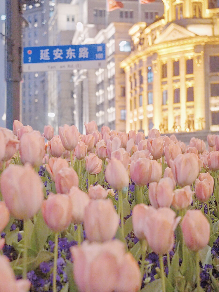 鲜花背景图浪漫永不过时总有人手捧鲜花为你而来