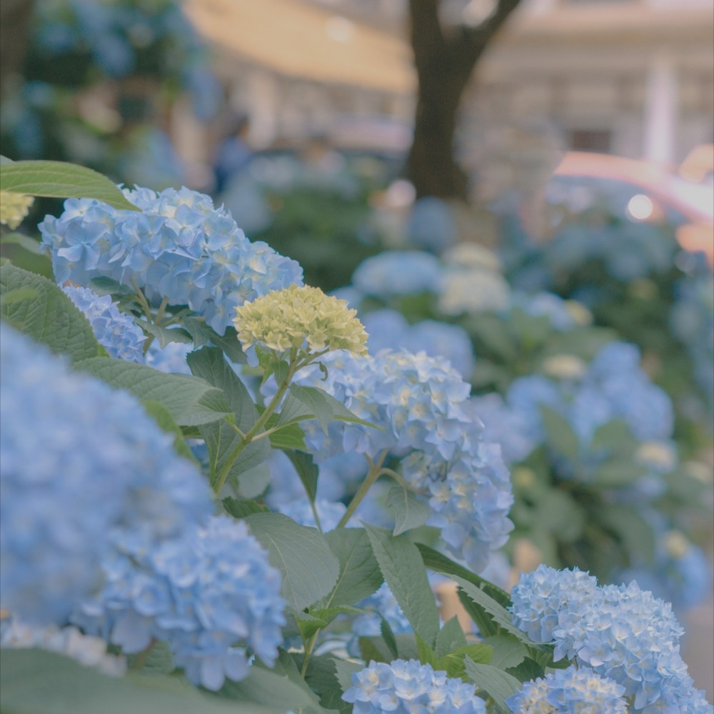 鲜花背景图浪漫永不过时总有人手捧鲜花为你而来