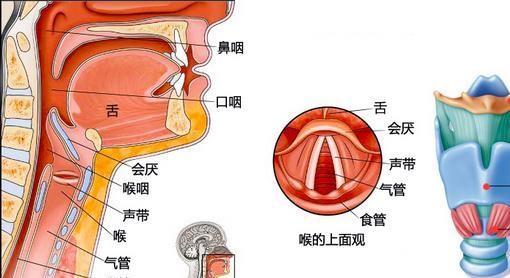 歌手张杰吃鱼鱼刺卡在食道连夜做手术或划伤声带影响歌唱事业