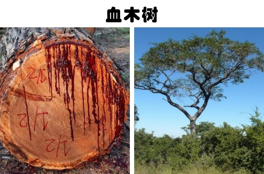 你见过流血的树木吗因为看似危险你不会愿意接触的5种树木