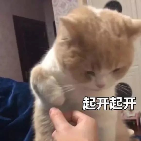 表情包喵星人表情包27张猫表情包400期