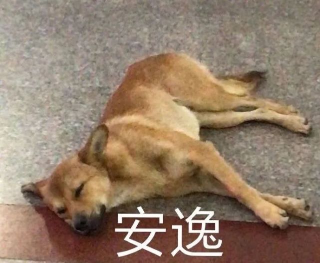表情包精选减肥算了吧