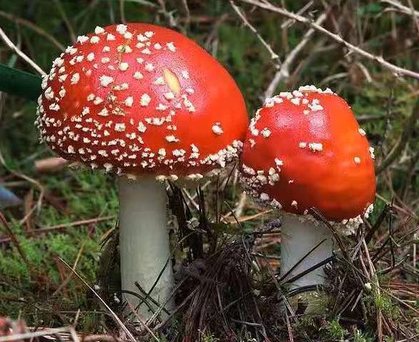 如何判断蘑菇是否有毒?羊肚菌都真假难分,不是专家还是别乱尝试