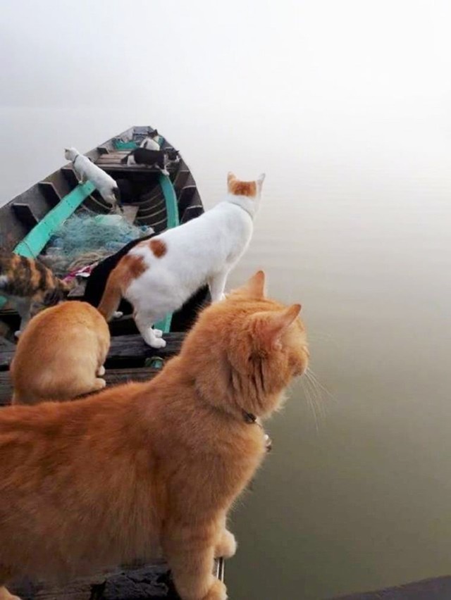 日本"猫岛":猫自学下海捕鱼
