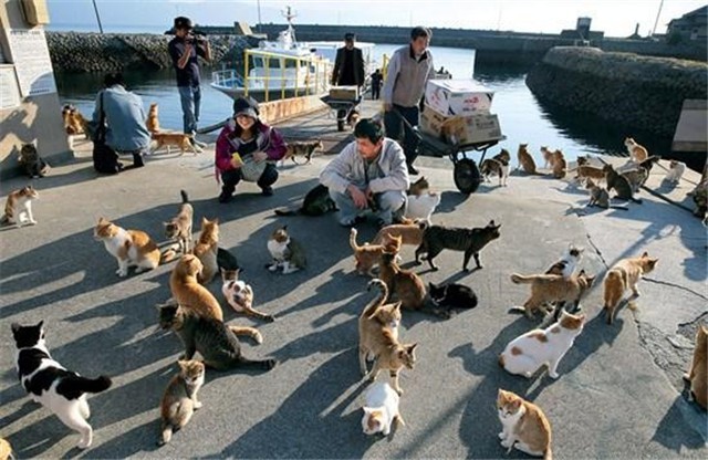 后来,伴随着猫逐渐在日本普及,且受到印度猫岛的启发,日本青岛上的