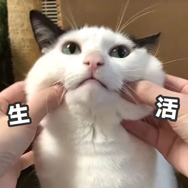 一些沙雕有趣的猫猫头表情包