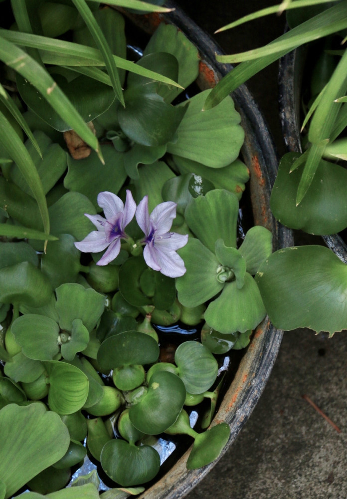 水葫芦开花,也很好看.