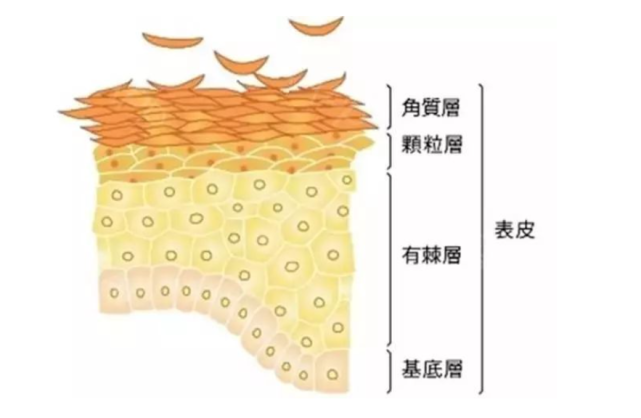 可能易生痘痘,闭口问题,使用护肤品的作用效果差;而过薄的角质层,防御