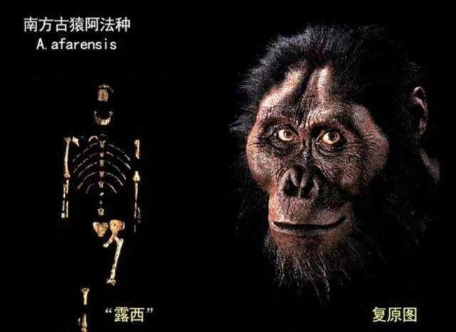 人类的第一个祖先,是男还是女?"露西少女"能解答吗
