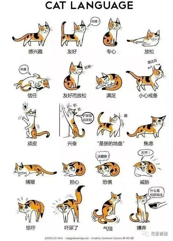 猫咪的肢体语言你知道多少?