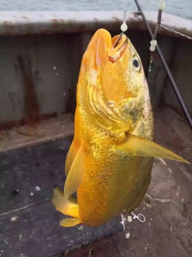 7斤野生大黄鱼,每公斤收购价超10000元,这样的鱼有多罕见?