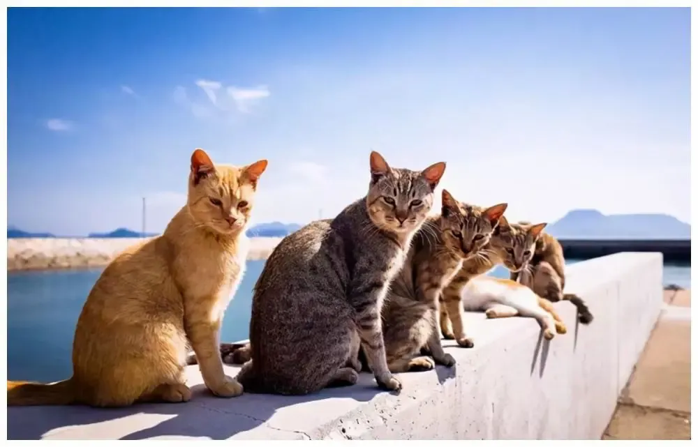 日本猫岛猫自学下海捕鱼