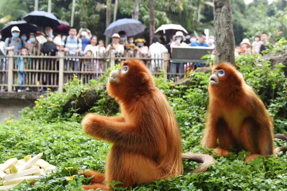 深圳野生动物园"国宝动物节"喜迎八方游客