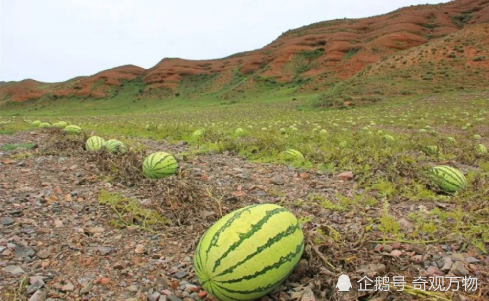 在对宁夏香山地区的砂田及撂荒砂田进行研究时,人们发现种植硒砂瓜会