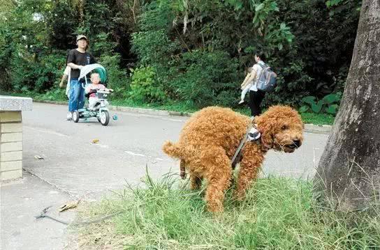 拒绝"社会性死亡",泰迪从"惹人爱"到"讨人嫌"的原因!