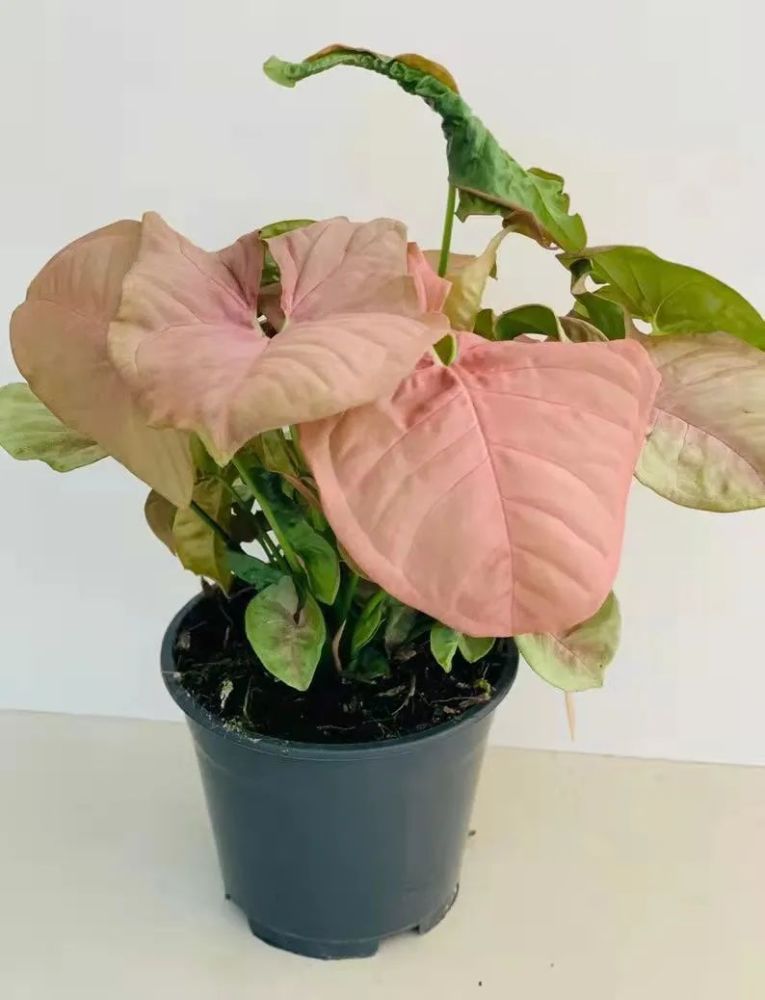 5.霓虹合果芋(syngonium podophyllum "neon robusta")