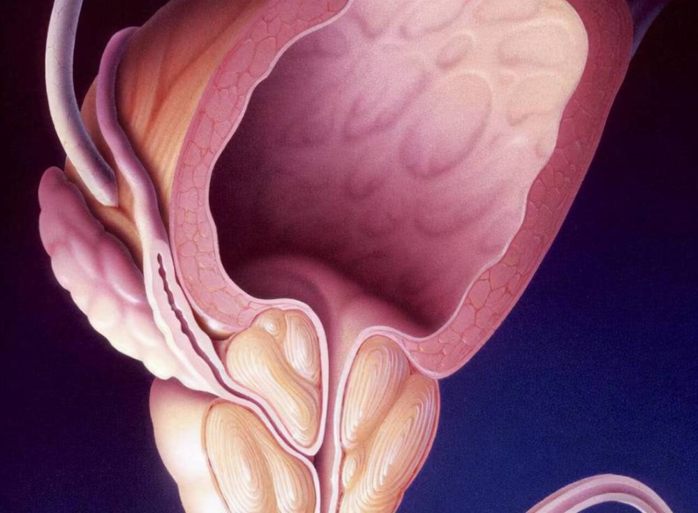 值得收藏:前列腺有哪些功能?有哪些作用?