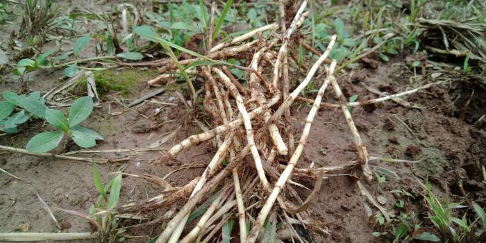 小时候经常采挖这6种植物根茎当零食,你可吃过?