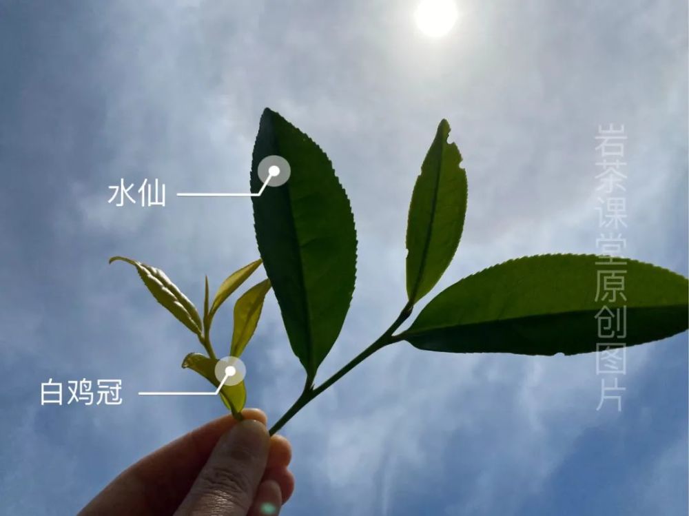 在一众岩茶品种里,白鸡冠是颇有特色的白化树