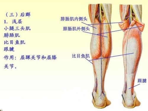小腿三头肌,主要的肌群就是腓肠肌和比目鱼肌,这两个肌群的作用就是屈