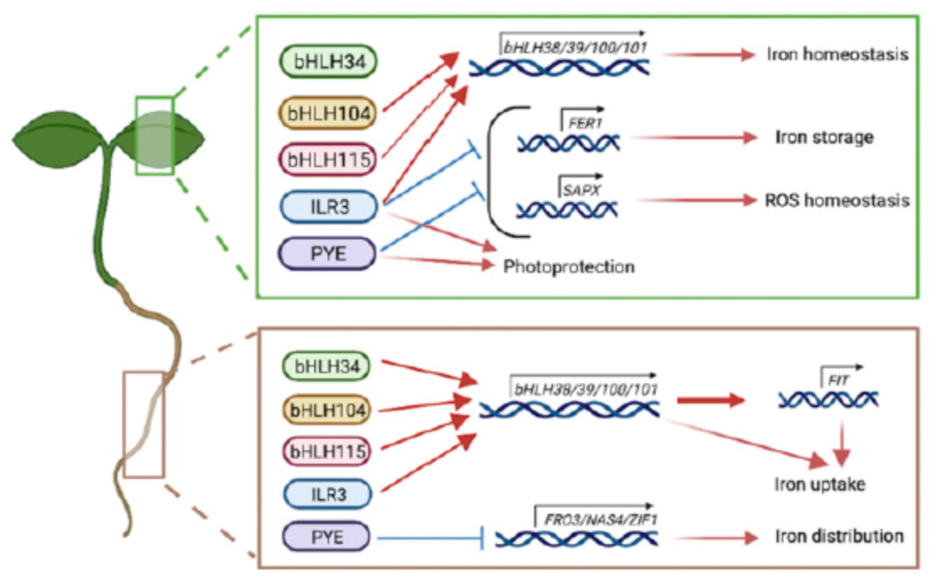 pnasbhlh转录因子调控铁胁迫下植物光保护作用的分子机制