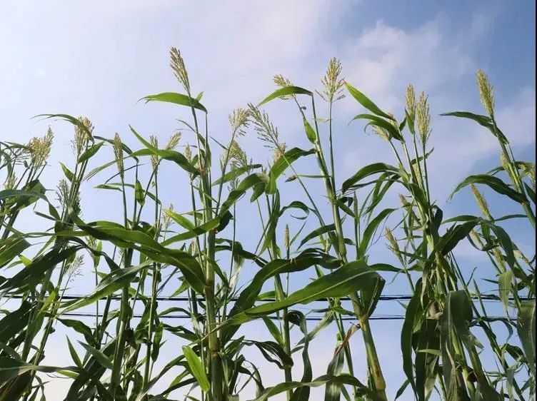 从大暑吃到霜降本地甜芦粟等你来尝