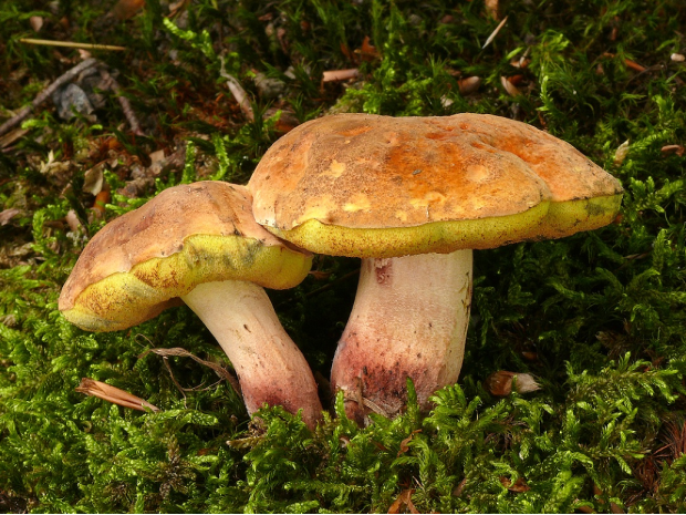 野生削脚牛肝菌整体外观