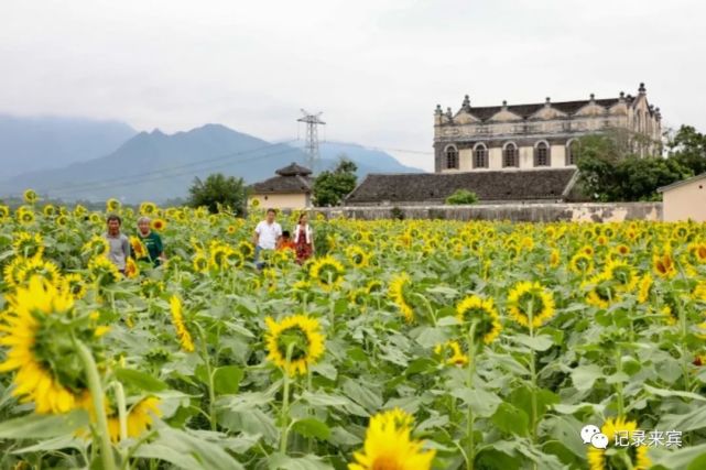 武宣金葵花节今日开幕!走!赏花去!