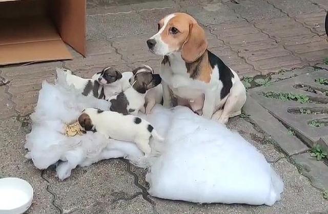 让人不解了,抛弃田园犬的事情倒是很常见,而这一窝子狗价值应该上万了