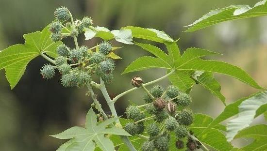 在农村,容易被误食的几种有毒的植物,一起了解下吧