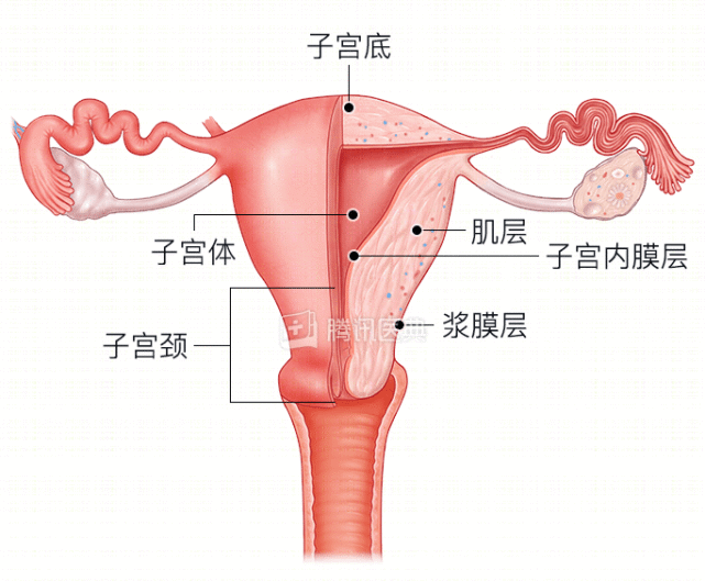 让我们先来看看子宫的结构,子宫由内向外分为三层,分别是:内膜层,肌层