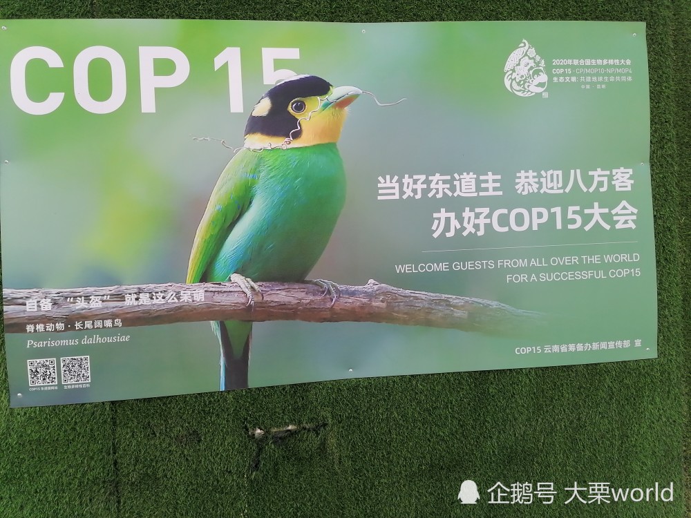 这些"小可爱",你遇到了谁?昆明大街小巷都有cop15主题宣传画