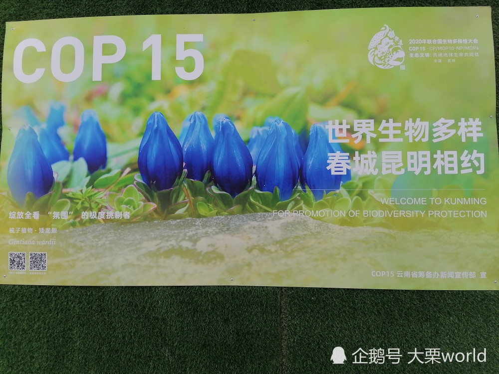 这些小可爱你遇到了谁昆明大街小巷都有cop15主题宣传画