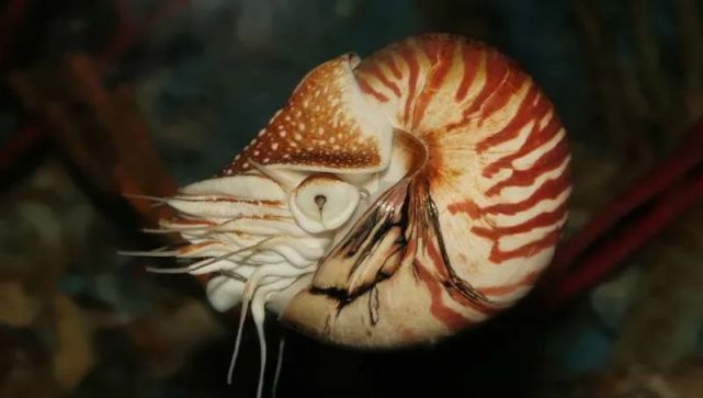 保护生物多样性丨《松花江流域底栖动物图谱"深阅读"