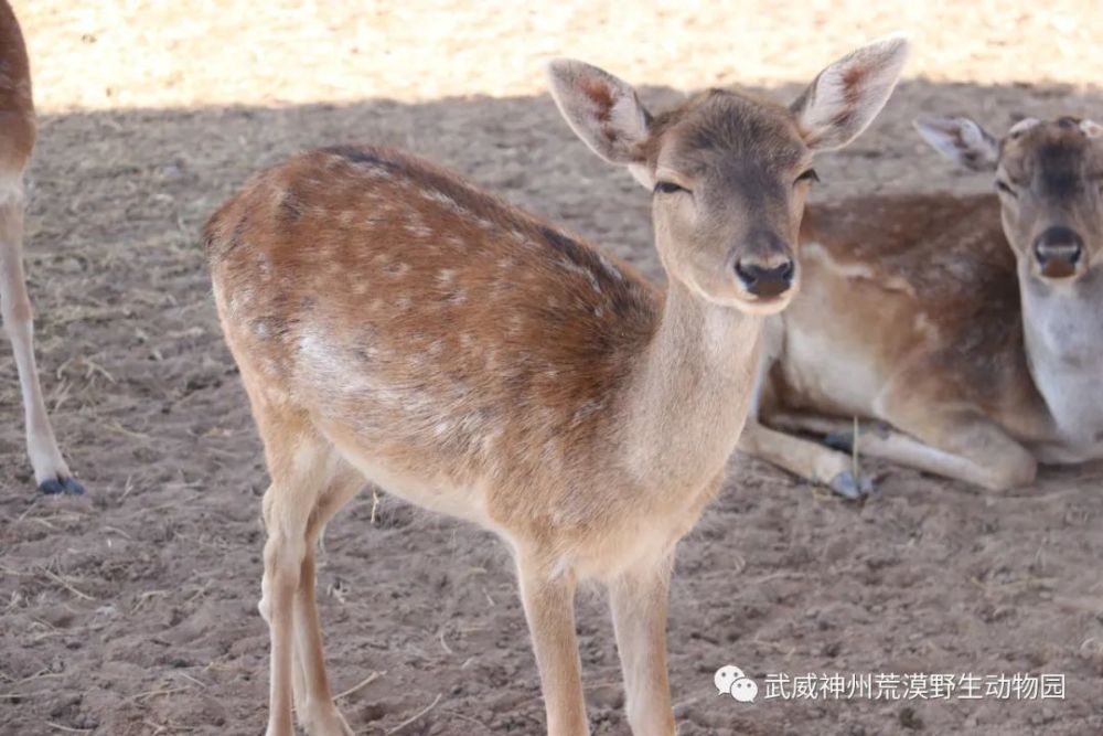 神州荒漠野生动物园北部食草动物散养区全面开放,快来