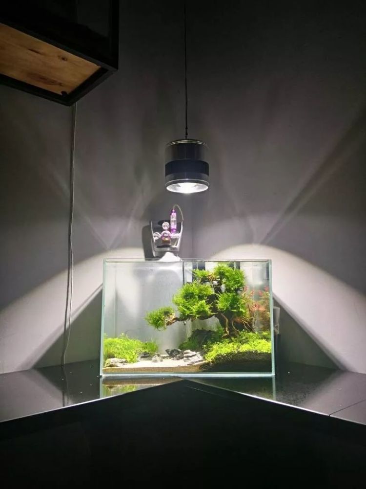 缸中植物的变化说明了这个缸的可持续性两个灯之间放喷淋以保障缸内的
