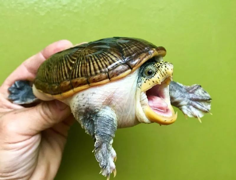 原来龟的脑容量很小,而且还没牙齿!